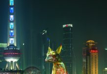 Lost Dog à Marrakech