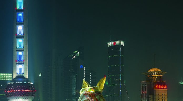 Lost Dog à Marrakech