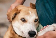 Apprendre à comprendre et communiquer avec les animaux pour transformer leurs vies et la nôtre