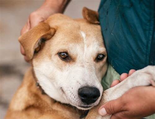 Apprendre à comprendre et communiquer avec les animaux pour transformer leurs vies et la nôtre