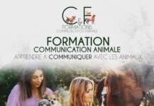 Qu’est-ce que la Communication Animale ? Découvrez le Langage Subtil des Animaux