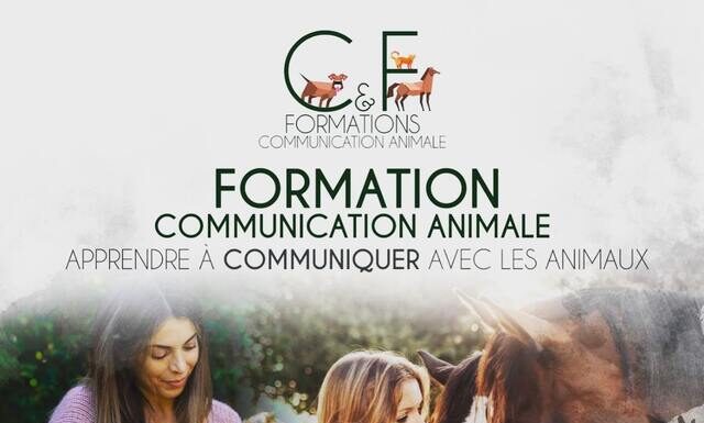 Qu’est-ce que la Communication Animale ? Découvrez le Langage Subtil des Animaux
